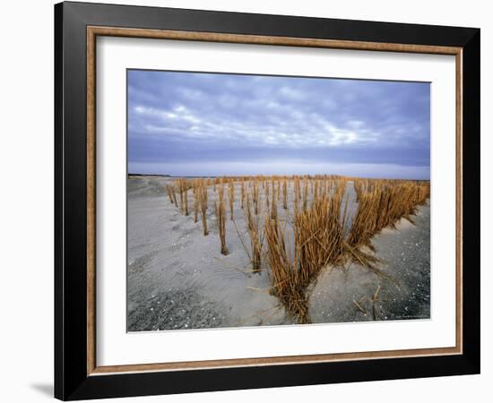 Beach in the Early Morning, Darss, Mecklenburg-Vorpommern, Germany-Thorsten Milse-Framed Photographic Print