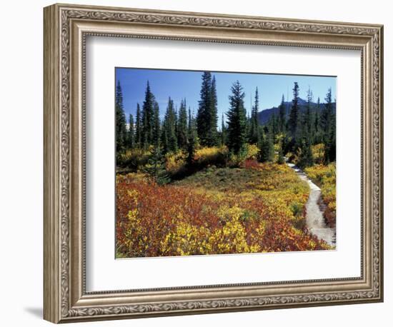 Beach Lake Trail with Fall Color, Mt. Rainier National Park, Washington, USA-Jamie & Judy Wild-Framed Photographic Print