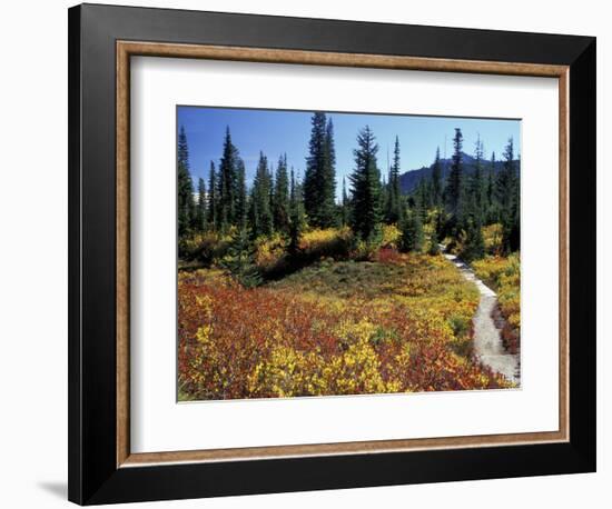 Beach Lake Trail with Fall Color, Mt. Rainier National Park, Washington, USA-Jamie & Judy Wild-Framed Photographic Print
