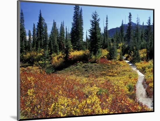 Beach Lake Trail with Fall Color, Mt. Rainier National Park, Washington, USA-Jamie & Judy Wild-Mounted Photographic Print