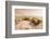 Beach Near Kitty Hawk, Outer Banks, North Carolina, United States of America, North America-Michael DeFreitas-Framed Photographic Print