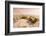 Beach Near Kitty Hawk, Outer Banks, North Carolina, United States of America, North America-Michael DeFreitas-Framed Photographic Print