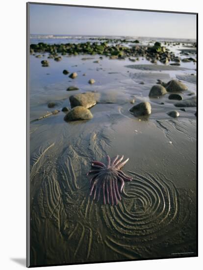Beach, Queen Charlotte Islands, British Columbia (B.C.), Canada, North America-Oliviero Olivieri-Mounted Photographic Print