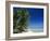 Beach, Rangiroa Atoll, Tuamotu Archipelago, French Polynesia, South Pacific Islands, Pacific-Sylvain Grandadam-Framed Photographic Print