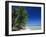 Beach, Rangiroa Atoll, Tuamotu Archipelago, French Polynesia, South Pacific Islands, Pacific-Sylvain Grandadam-Framed Photographic Print