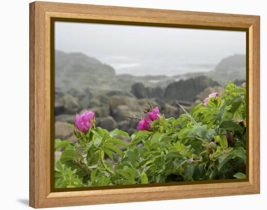 Beach Roses Along Marginal Way, Ogunquit, Maine, USA-Lisa S^ Engelbrecht-Framed Premier Image Canvas