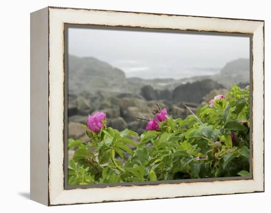 Beach Roses Along Marginal Way, Ogunquit, Maine, USA-Lisa S^ Engelbrecht-Framed Premier Image Canvas