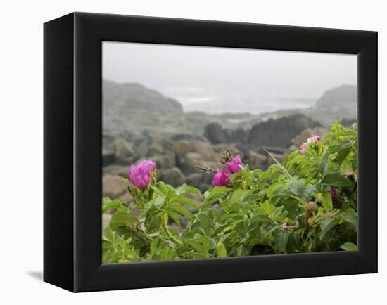 Beach Roses Along Marginal Way, Ogunquit, Maine, USA-Lisa S^ Engelbrecht-Framed Premier Image Canvas