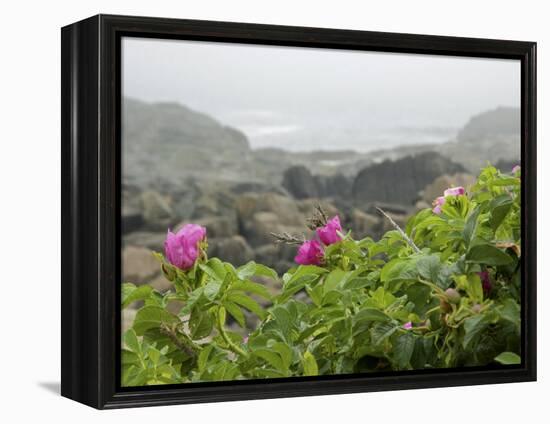 Beach Roses Along Marginal Way, Ogunquit, Maine, USA-Lisa S^ Engelbrecht-Framed Premier Image Canvas