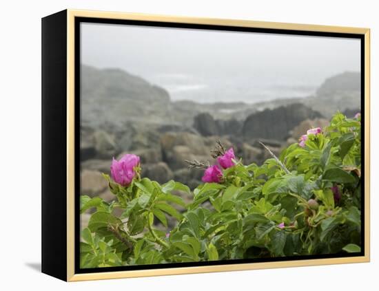 Beach Roses Along Marginal Way, Ogunquit, Maine, USA-Lisa S^ Engelbrecht-Framed Premier Image Canvas