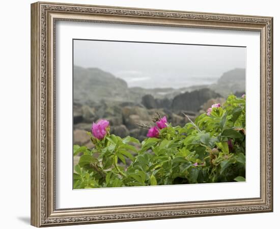 Beach Roses Along Marginal Way, Ogunquit, Maine, USA-Lisa S^ Engelbrecht-Framed Photographic Print