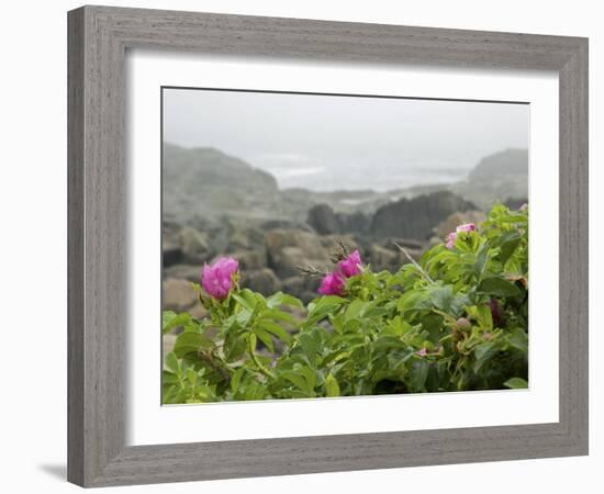 Beach Roses Along Marginal Way, Ogunquit, Maine, USA-Lisa S^ Engelbrecht-Framed Photographic Print