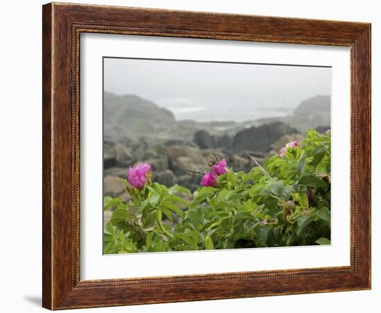 Beach Roses Along Marginal Way, Ogunquit, Maine, USA-Lisa S^ Engelbrecht-Framed Photographic Print