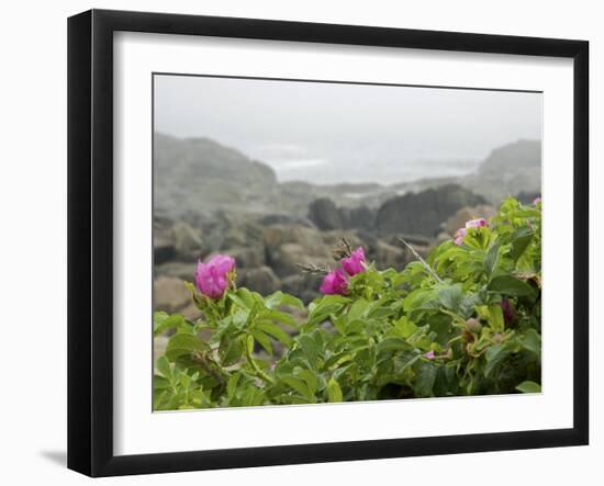 Beach Roses Along Marginal Way, Ogunquit, Maine, USA-Lisa S^ Engelbrecht-Framed Photographic Print