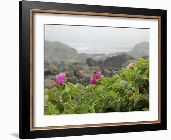 Beach Roses Along Marginal Way, Ogunquit, Maine, USA-Lisa S^ Engelbrecht-Framed Photographic Print