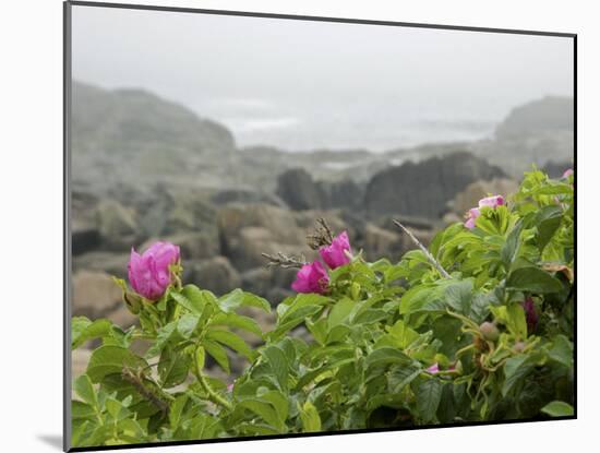 Beach Roses Along Marginal Way, Ogunquit, Maine, USA-Lisa S^ Engelbrecht-Mounted Photographic Print
