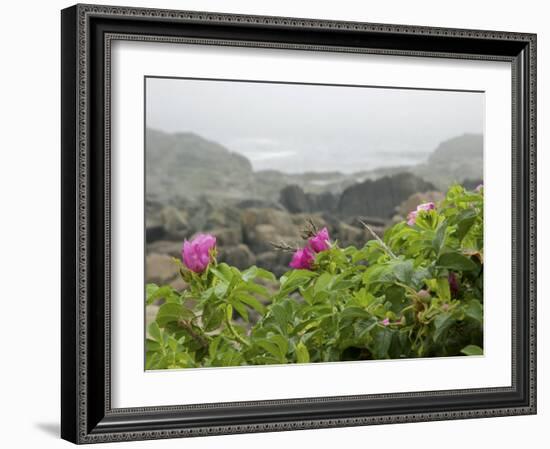 Beach Roses Along Marginal Way, Ogunquit, Maine, USA-Lisa S^ Engelbrecht-Framed Photographic Print