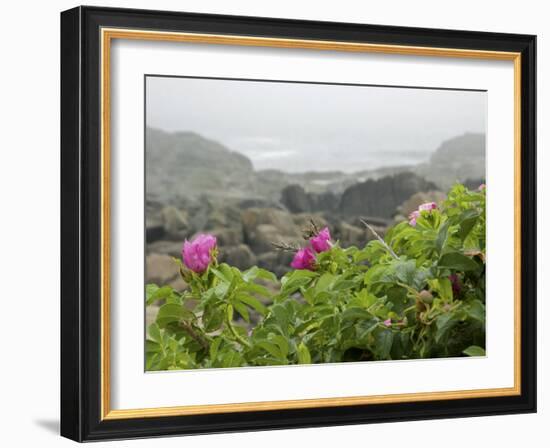 Beach Roses Along Marginal Way, Ogunquit, Maine, USA-Lisa S^ Engelbrecht-Framed Photographic Print