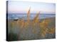 Beach Scene with Sea Oats-Steve Winter-Stretched Canvas