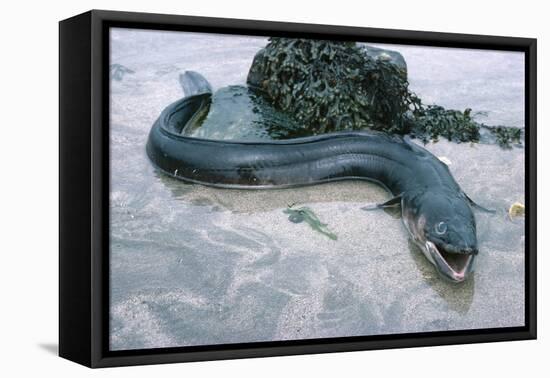 Beach, Sea-Eel, Conger Conger, Fish, Eel-Carl-Werner Schmidt-Luchs-Framed Premier Image Canvas