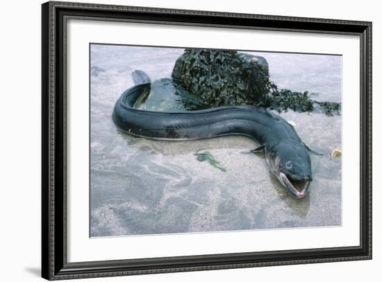 Beach, Sea-Eel, Conger Conger, Fish, Eel-Carl-Werner Schmidt-Luchs-Framed Photographic Print