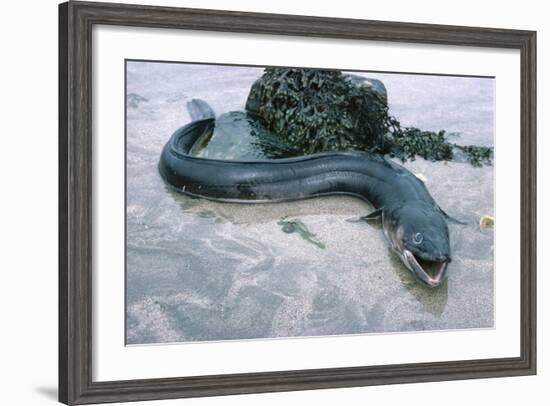 Beach, Sea-Eel, Conger Conger, Fish, Eel-Carl-Werner Schmidt-Luchs-Framed Photographic Print