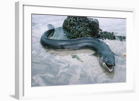 Beach, Sea-Eel, Conger Conger, Fish, Eel-Carl-Werner Schmidt-Luchs-Framed Photographic Print