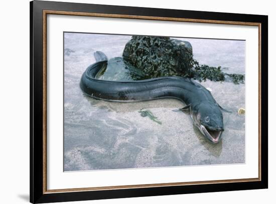 Beach, Sea-Eel, Conger Conger, Fish, Eel-Carl-Werner Schmidt-Luchs-Framed Photographic Print