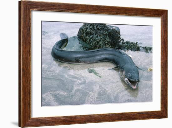 Beach, Sea-Eel, Conger Conger, Fish, Eel-Carl-Werner Schmidt-Luchs-Framed Photographic Print