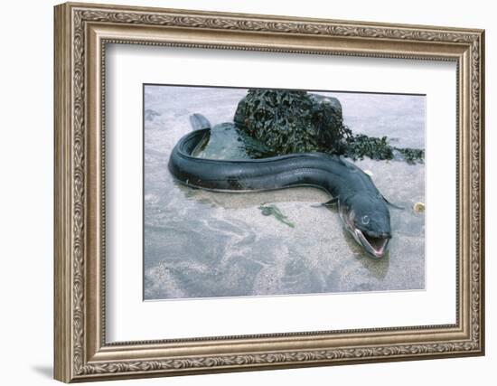 Beach, Sea-Eel, Conger Conger, Fish, Eel-Carl-Werner Schmidt-Luchs-Framed Photographic Print