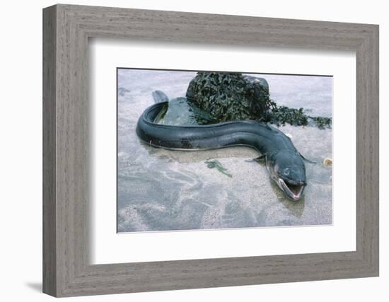 Beach, Sea-Eel, Conger Conger, Fish, Eel-Carl-Werner Schmidt-Luchs-Framed Photographic Print