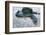 Beach, Sea-Eel, Conger Conger, Fish, Eel-Carl-Werner Schmidt-Luchs-Framed Photographic Print