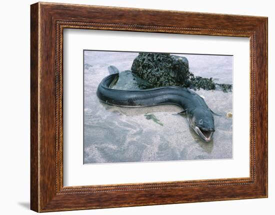 Beach, Sea-Eel, Conger Conger, Fish, Eel-Carl-Werner Schmidt-Luchs-Framed Photographic Print