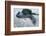 Beach, Sea-Eel, Conger Conger, Fish, Eel-Carl-Werner Schmidt-Luchs-Framed Photographic Print