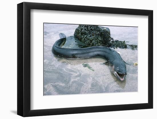 Beach, Sea-Eel, Conger Conger, Fish, Eel-Carl-Werner Schmidt-Luchs-Framed Photographic Print