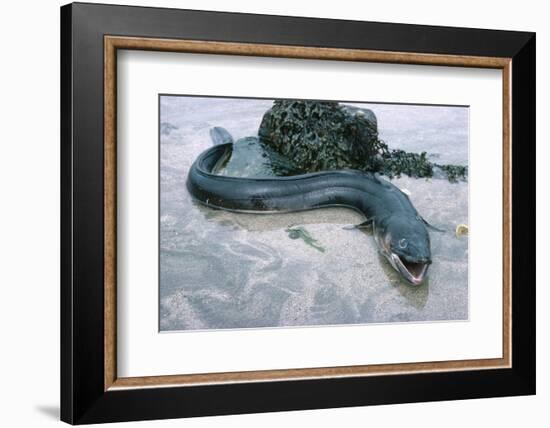 Beach, Sea-Eel, Conger Conger, Fish, Eel-Carl-Werner Schmidt-Luchs-Framed Photographic Print