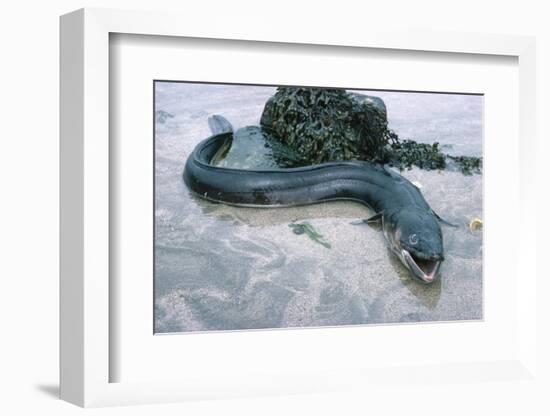 Beach, Sea-Eel, Conger Conger, Fish, Eel-Carl-Werner Schmidt-Luchs-Framed Photographic Print