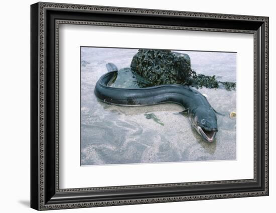 Beach, Sea-Eel, Conger Conger, Fish, Eel-Carl-Werner Schmidt-Luchs-Framed Photographic Print