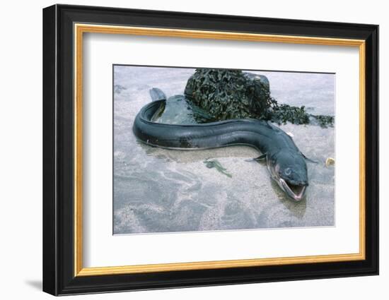 Beach, Sea-Eel, Conger Conger, Fish, Eel-Carl-Werner Schmidt-Luchs-Framed Photographic Print