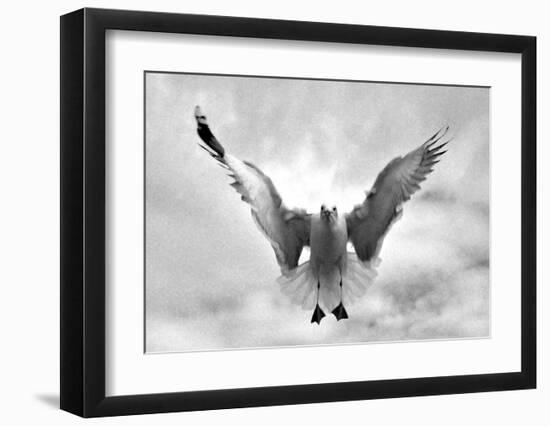 Beach Seagull Landing-Stephen Lebovits-Framed Giclee Print