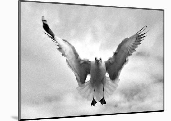 Beach Seagull Landing-Stephen Lebovits-Mounted Giclee Print