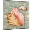 Beach Shells Conch-Julie Paton-Mounted Art Print