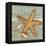 Beach Shells Starfish-Julie Paton-Framed Stretched Canvas