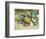 Beach Stones-Mark Goodall-Framed Premium Giclee Print