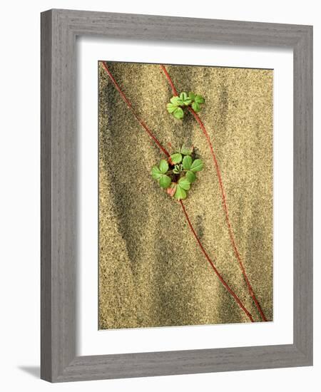 Beach Strawberry, Seal Rock State Park, Oregon, USA-Charles Gurche-Framed Photographic Print