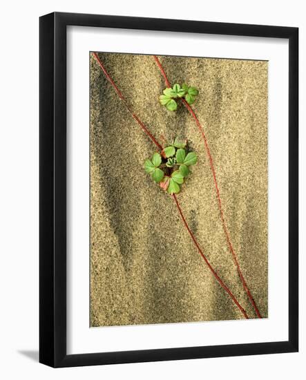 Beach Strawberry, Seal Rock State Park, Oregon, USA-Charles Gurche-Framed Photographic Print