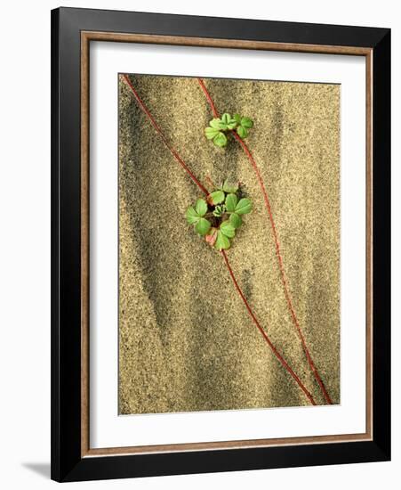 Beach Strawberry, Seal Rock State Park, Oregon, USA-Charles Gurche-Framed Photographic Print