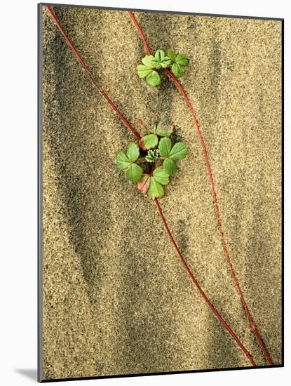 Beach Strawberry, Seal Rock State Park, Oregon, USA-Charles Gurche-Mounted Photographic Print