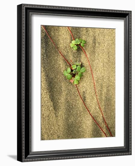 Beach Strawberry, Seal Rock State Park, Oregon, USA-Charles Gurche-Framed Photographic Print