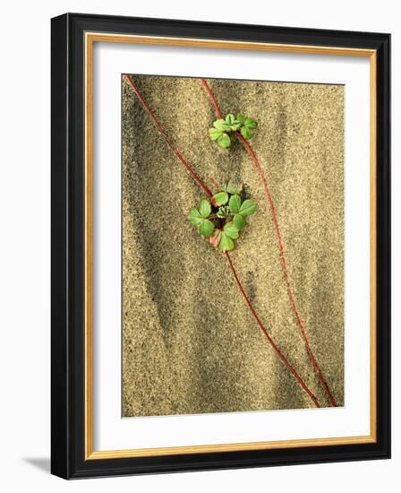 Beach Strawberry, Seal Rock State Park, Oregon, USA-Charles Gurche-Framed Photographic Print